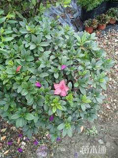 冠幅180厘米杜鹃球