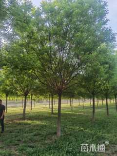 18公分国槐