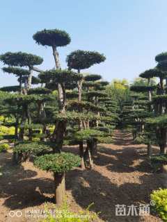 40公分对节白蜡