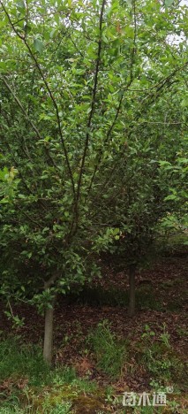 13公分垂丝海棠