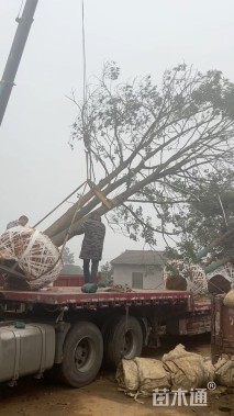 45公分(3杆)丛生香樟