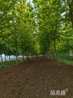 15公分金叶复叶槭