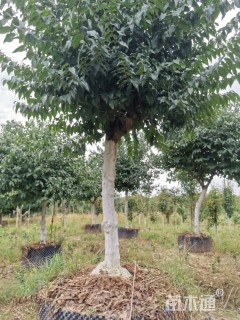 高度300厘米蜡梅