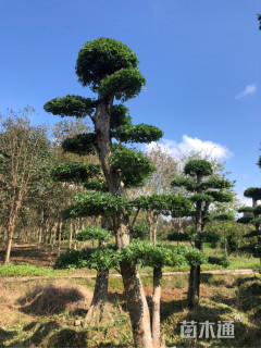 20公分造型榆树