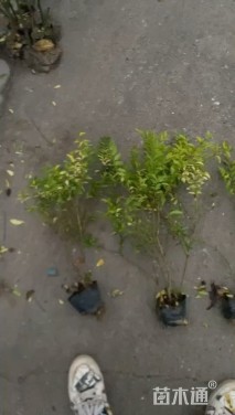 高度45厘米金禾女贞