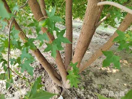 高度500厘米丛生元宝枫