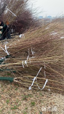 10公分青叶碧桃