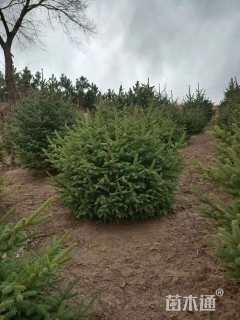 高度180厘米云杉