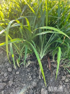 高度15厘米吉祥草