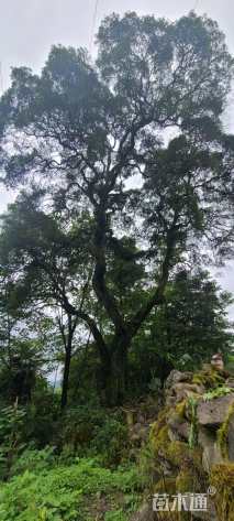 高度1200厘米金弹子