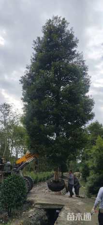 20公分金丝楠木