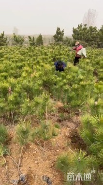 高度80厘米黑松