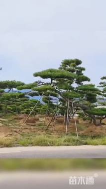 13公分造型黑松