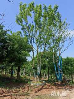 30公分丛生朴树
