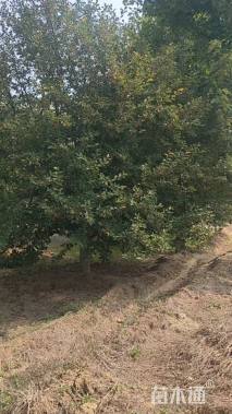 18公分亚当海棠