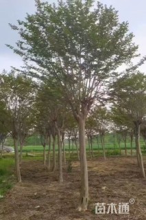 12公分高杆紫薇