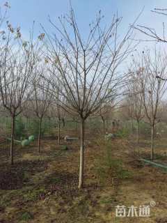 8公分染井吉野樱