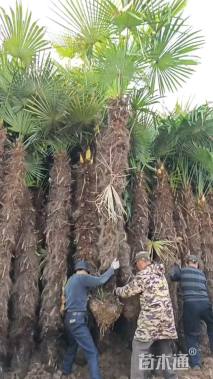 裸干高500厘米棕榈