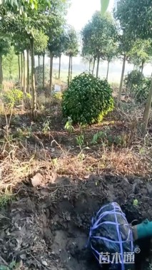 10公分大叶女贞