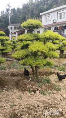 12公分造型亮晶女贞