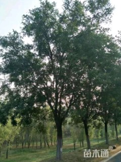 22公分国槐
