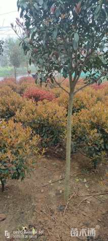 冠幅75厘米红叶石楠球