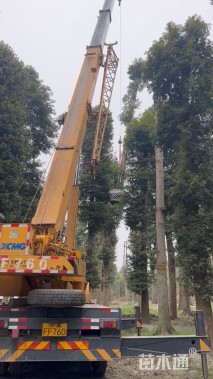 40公分金丝楠木