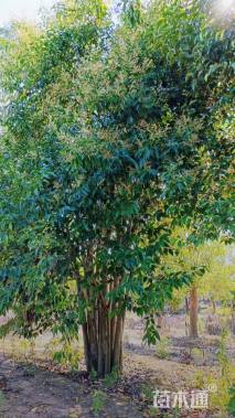 高度600厘米丛生大叶女贞