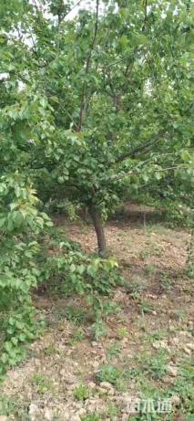 10公分杏树