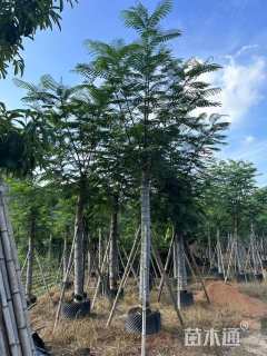 12公分南洋楹