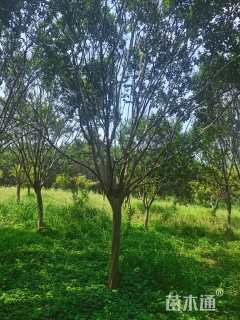 高度550厘米红花紫薇