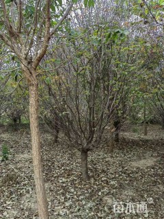 12公分亚当海棠