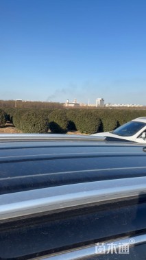 冠幅250厘米卫矛球