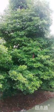 22公分朴树