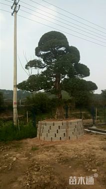 20公分造型日本罗汉松