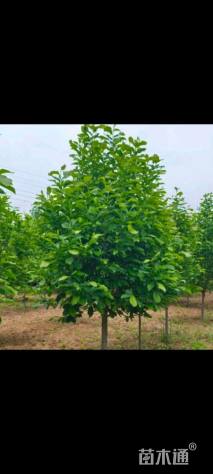 16公分大叶女贞