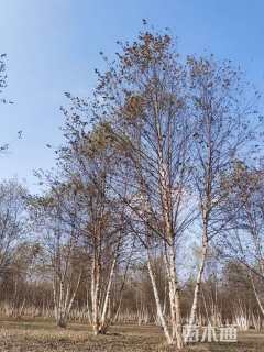 高度600厘米丛生河桦