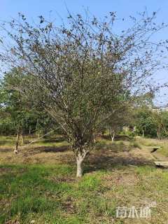 15公分垂丝海棠