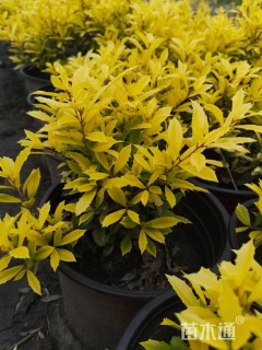 高度50厘米黄金枸骨