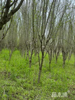 高度3500厘米木槿