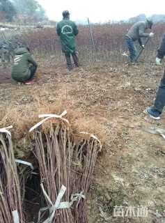 高度80厘米红枫小苗