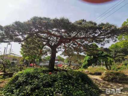 高度400厘米黑松