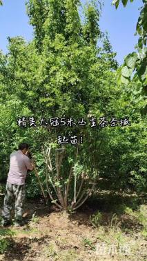 高度350厘米丛生茶条槭