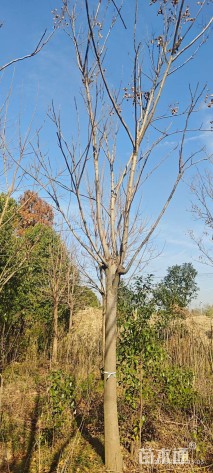 15公分栾树