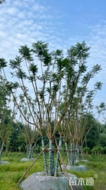 12公分(5杆)丛生蓝花楹