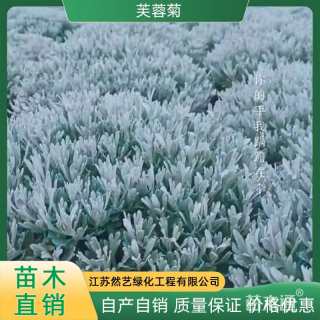 高度80厘米芙蓉菊