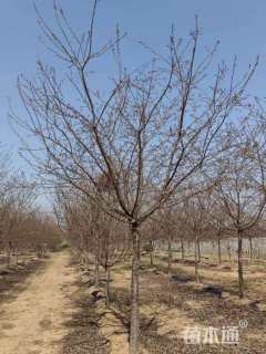 12公分红粉佳人樱