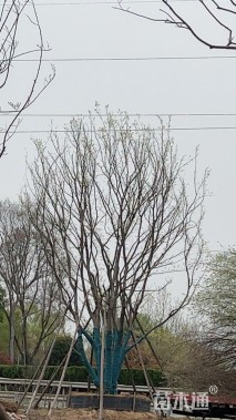 30公分(2杆)丛生朴树