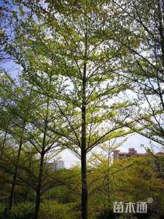 12公分细叶榄仁