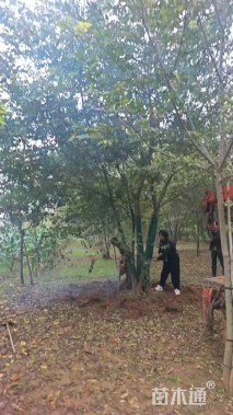 13公分(5杆)丛生朴树